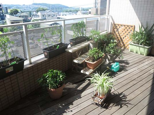 植物が並ぶバルコニー