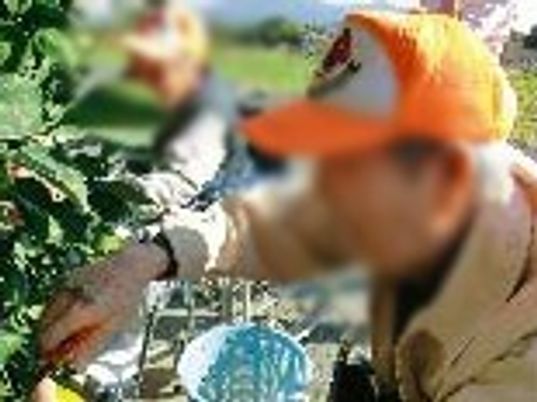 畑で作業する様子