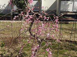 枝垂れ桜の庭  