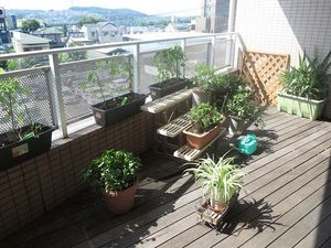 鉢植え並ぶテラス  