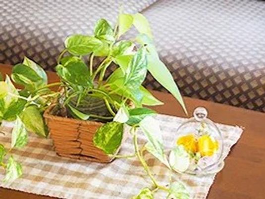 観葉植物とテーブルのリビング  