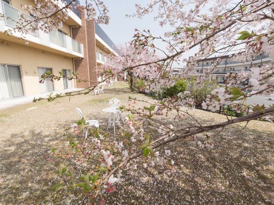 桜と白い家具の中庭