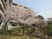 桜が見える中庭  