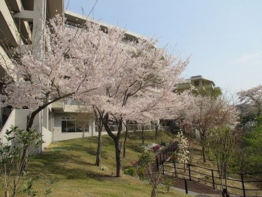 桜が見える中庭  