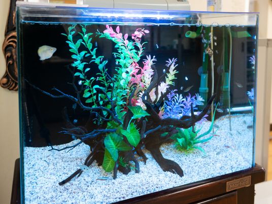 カラフルな水槽の一例