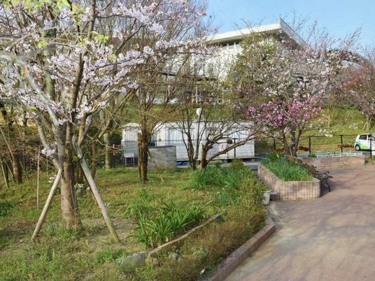 桜咲く中庭  
