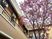 桜咲く中庭  