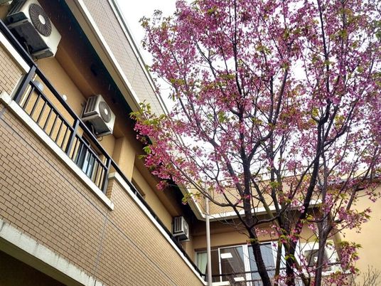 桜咲く中庭  