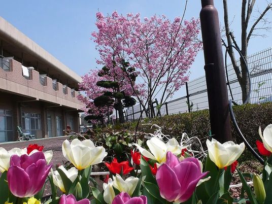花咲く庭  