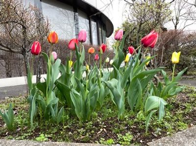 色鮮やかな庭の花々