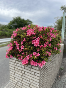 ピンクの花咲く塀沿い