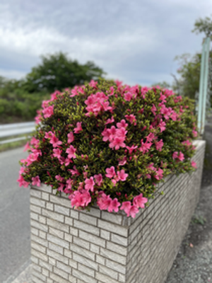 ピンクの花咲く塀沿い