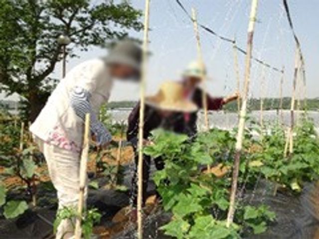 自然を活かした庭 庭 日差しを浴びながら野菜作りを楽しむことができる庭です。介護の合間に自然を満喫できます。