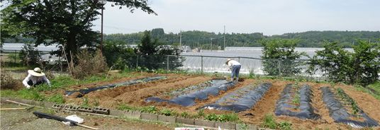 共同菜園