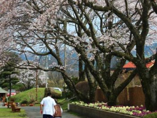 満開の桜と庭園の風景