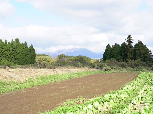 緑が広がる庭園