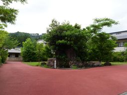 ゆとりのある緑豊かな中庭