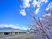 桜と建物の外観  