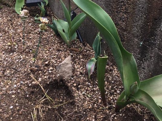 中庭の植栽  
