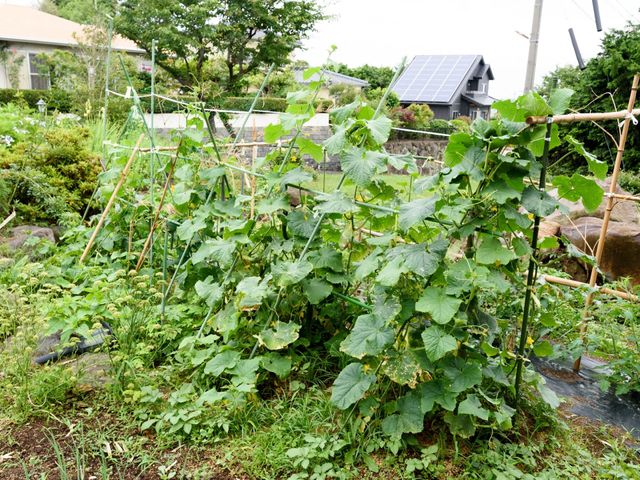 緑豊かな庭の野菜畑