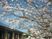 桜と建物の庭  