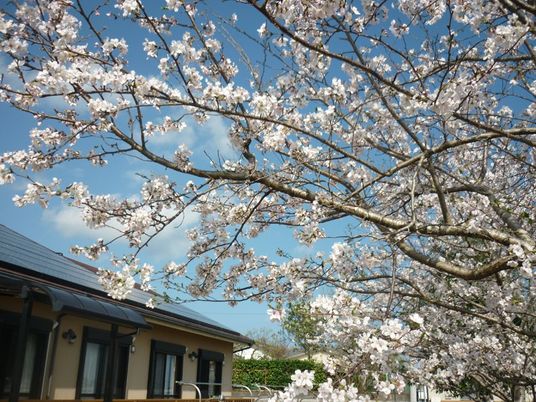 桜と建物の庭  