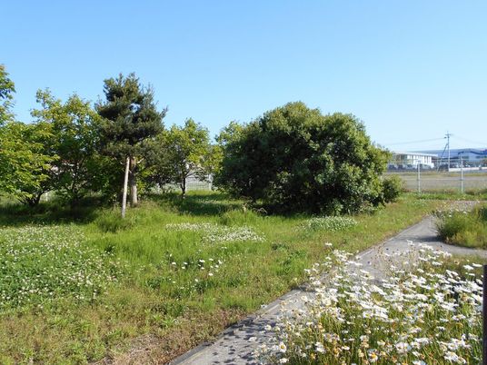 ゆとりのある庭