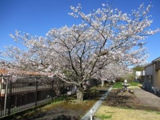 桜が咲く中庭  