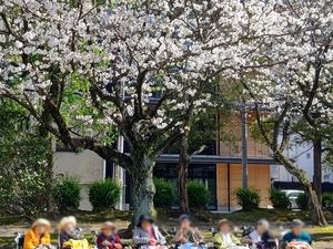 桜の咲く庭