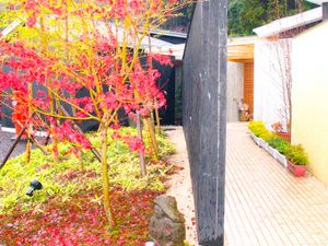 紅葉の庭  