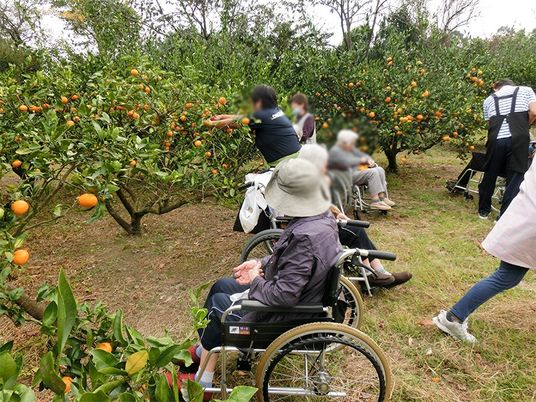 みかん狩り体験中の庭