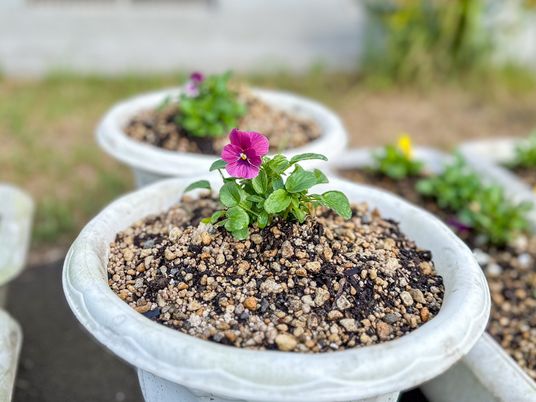 花と緑の世話