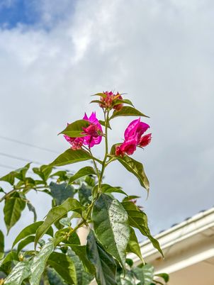 中庭の植物と空