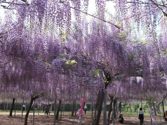 紫の花が咲く美しい中庭