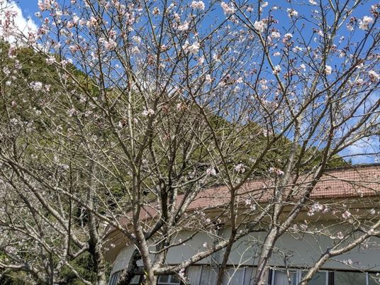 桜と建物の外観  