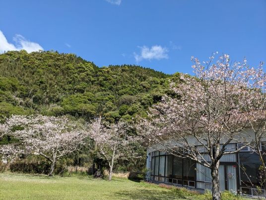 桜と建物の外観  
