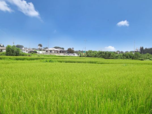 緑豊かな田園風景