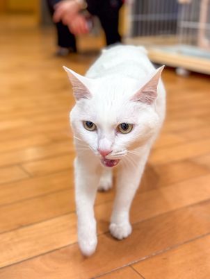 猫とスタッフの様子