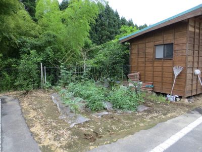 自然豊かな庭