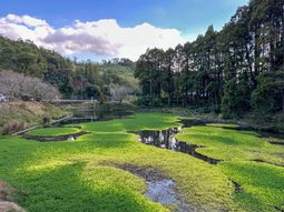 緑豊かな庭園