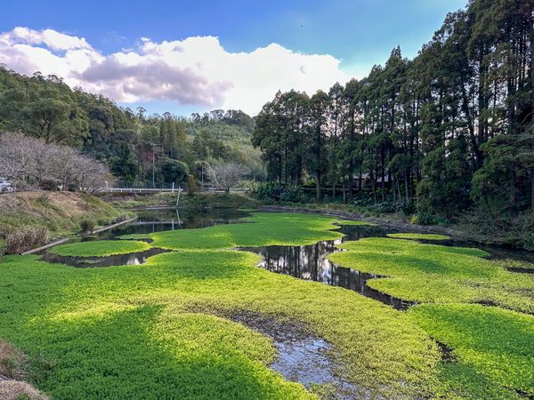 緑豊かな庭園