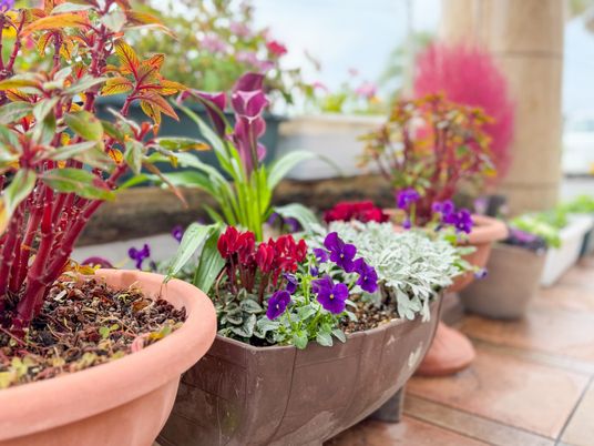色鮮やかな花々が並ぶ庭