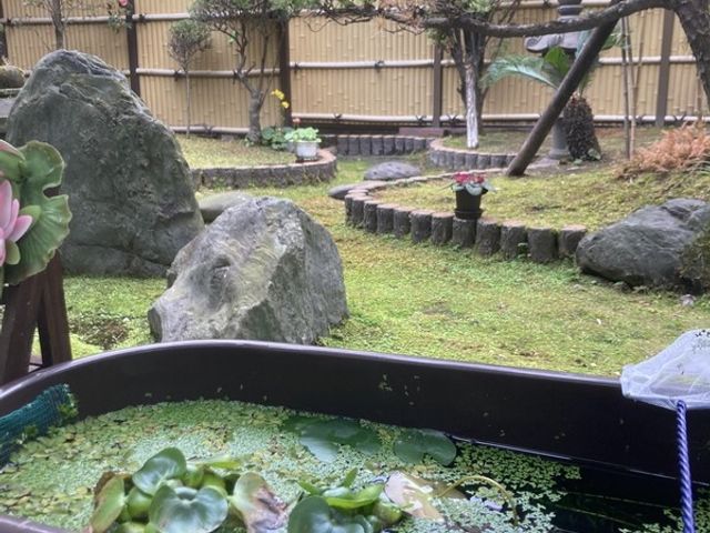 緑豊かな庭の様子 庭 手入れが行き届いた庭が見えます。緑に囲まれ、穏やかなひとときを過ごせる空間です。