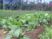 野菜が育つ庭の景観