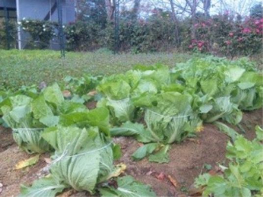 野菜が育つ庭の景観