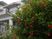 建物前の植栽と花  