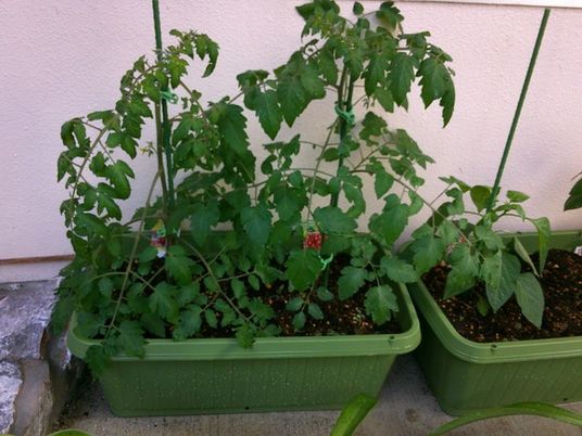 プランターの植物  