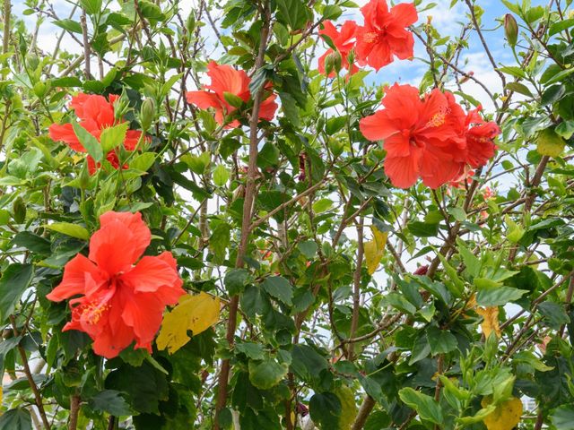 赤い花が咲く緑の植物 花 緑豊かな植物に彩られた中庭があり、日々の散策や憩いの時間をお過ごしいただけます。