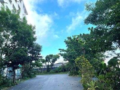 緑に囲まれた広場