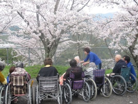 桜の並ぶ道